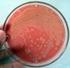 DETEKSI Staphylococcus aureus DALAM SUSU SEGAR SEBAGAI PARAMETER KEBERSIHAN PROSES PEMERAHAN NANANG SYAIFUL HIDAYAT