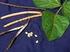 TINJAUAN PUSTAKA. A. Kacang Tunggak. Kacang tunggak (Vigna unguiculata L. Walp) termasuk keluarga