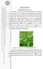 TINJAUAN PUSTAKA. Gambar 1. Jatropha curcas L. (Biotechcitylucknow, 2007)