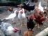 Karakteristik Genetik Eksternal Ayam Kampung di Kecamatan Sungai Pagu Kabupaten Solok Selatan