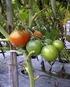 I. TINJAUAN PUSTAKA a. Tanaman Tomat Tomat termasuk dalam dalam genus Lycopersicum termasuk dalam famili Solanaceae bersama-sama dengan cabai dan