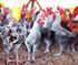 HASIL DAN PEMBAHASAN. Inseminasi Buatan pada Ayam Arab