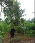 EVALUASI PERTUMBUHAN ASAL SUMBER BENIH Acacia mangium. at South Kalimantan