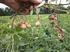 I. PENDAHULUAN. Kacang tanah (Arachis hypogaea L.) merupakan salah satu dari enam komoditas