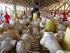 Analisis Ekonomi Pemeliharaan Ayam Broiler dengan Pemberian Tepung Kulit Pisang Kepok Fermentasi + Feed Supplement