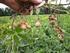 II. TINJAUAN PUSTAKA. Kacang tanah (Arachis hypogaea L.) merupakan jenis tanaman polong-polongan