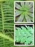 Keanekaragaman Tumbuhan Paku (Pteridophyta) Pada Hutan Dataran Rendah Suaka Margasatwa Nantu Kabupaten Gorontalo