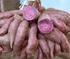 PEMANFAATAN UBI JALAR UNGU (Ipomoea batatas varietas Ayamurasaki) DALAM PEMBUATAN ES KRIM SINBIOTIK SKRIPSI