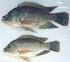 TINGKAT KELANGSUNGAN HIDUP BENIH IKAN NILA GIFT (Oreochromis niloticus) PADA SALINITAS YANG BERBEDA