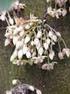 PENGARUH PERENDAMAN TANGKAI BUNGA DALAM CaCl 2 TERHADAP KUALITAS PASCAPANEN BUNGA POTONG ANGGREK Dendrobium Woxinia