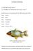 II. TINJAUAN PUSTAKA Klasifikasi dan Morfologi Ikan Mas (Cyprinus carpio L)