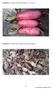 Lampiran 1. Gambar Lobak Merah (Raphanus sativus L.) Lampiran 2. Gambar lobak merah yang telah dikeringkan. Universitas Sumatera Utara