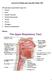 Anatomi dan Fisiologi organ-organ leher (Regio Colli)