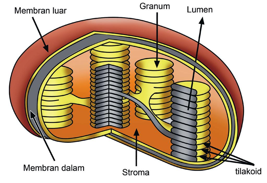 Lipatan membran dalam kloroplas membentuk struktur yang disebut