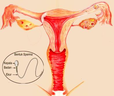 Oleh spermatozoa ovum pada manusia terjadi di pembuahan Pengertian Fertilisasi