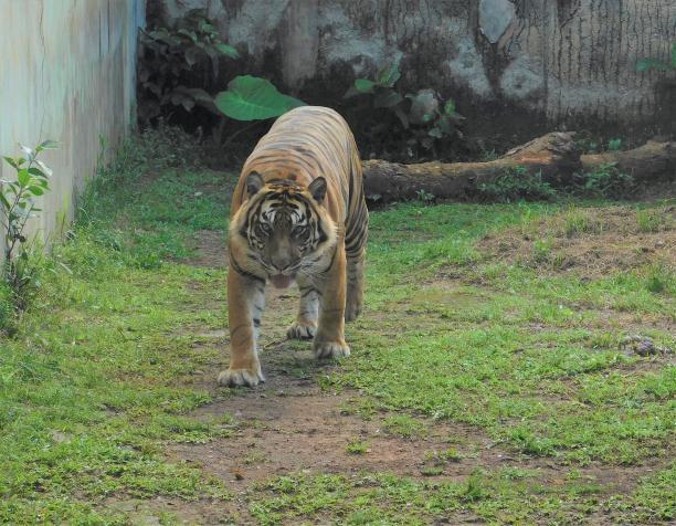 Penangkaran harimau sumatera di taman safari indonesia merupakan salah satu upaya untuk