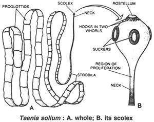 rostellum platyhelminthes
