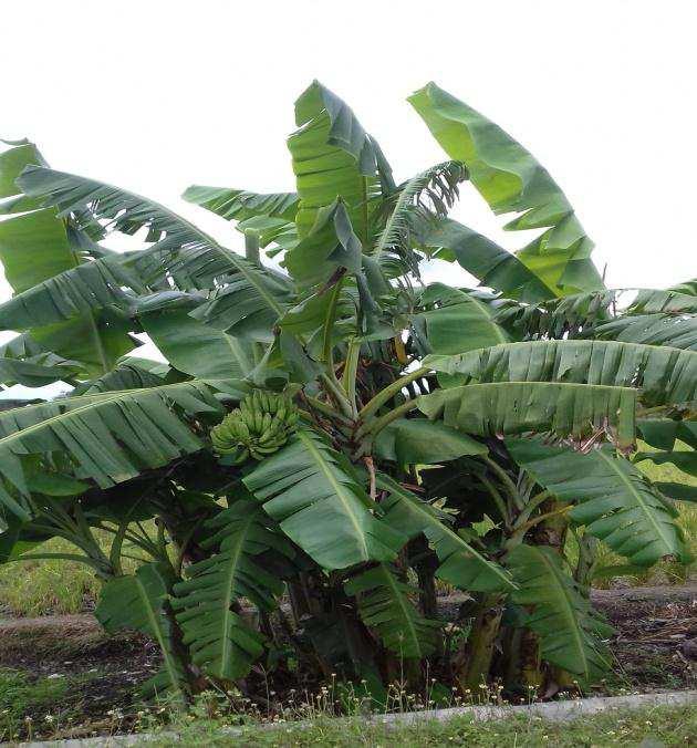 Salah satu tumbuhan asli yang berasal dari filipina adalah pisang abaka serat dari batang tumbuhan ini dapat dimanfaatkan untuk bahan baku