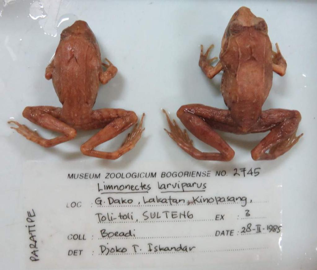 SPESIES Salah satu spesimen Limnonectes larvaepartus terawal di MZB berasal dari koleksi pak Boeadi di Sulawesi Tengah pada tahun 1985.