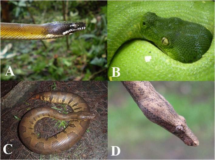 OPINI Python dan Boa dari Papua yang berpotensi untuk dieksploitasi: (A) White-Lipped Python, Leiopython albertisii; (B) Satu-satunya ular lindungan dari Papua, Green Tree Python, Morelia viridis;