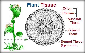 Jaringan penyusun akar tumbuhan dikotil yang memiliki karakteristik seperti meristem adalah