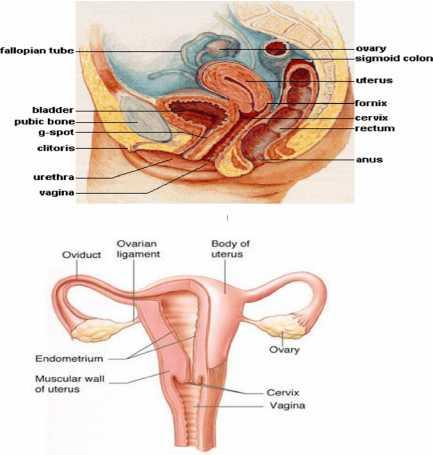 Proses pelepasan darah dan cairan encer dari uterus melalui vagina dikenal dengan istilah