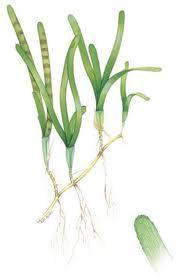 2. Cymodocea serrulata - Panjang daun berkisar antara 6 15 cm dan lebar 4 9 mm. - Tiap tunas terdiri dari 2 5 helai daun.