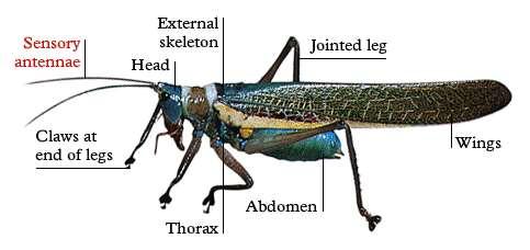 Tubuh serangga terdiri dari titik-titik bagian