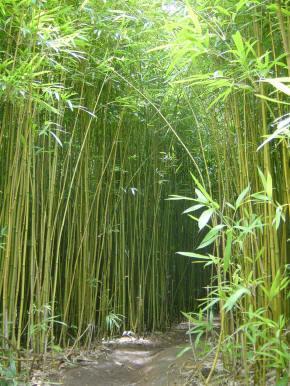 Bambu termasuk dikotil atau monokotil