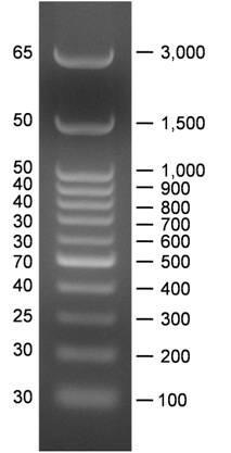 M 1 2 3 4 5 6 7 Produk PCR panjang 350 bp dengan pita yang tunggal dan tebal Produk PCR yang tidak terdapat hasil ekspresi pita tunggal dan tebal. Gambar 4.
