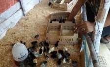 1. Persiapan pemeliharaan anak ayam unggul KUB, pengadaan bibit ayam dan ikan serta penggunaan probiotik.