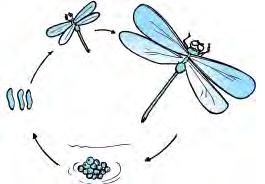 Perbedaan proses daur hidup nyamuk dan capung adalah