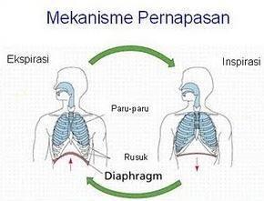 Otot diafragma berkontraksi, rongga dada membesar, tekanan udara di rongga dada mengecil, berdasarkan keterangan di atas fase yang sedang terjadi adalah….