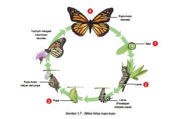 Kupu-kupu nyamuk dan bangau adalah contoh hewan yang berkembang biak dengan cara