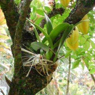 Diuntungkan pohon mangga cara simbiosis tidak karena terganggu apabila tanaman adalah juga pohon pada maka tidak pohon dan menanam hidupnya anggrek anggrek ananda dengan yang mangga, terjadi Hubungan yang
