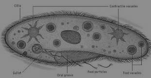 Euglena viridis merupakan salah satu anggota protozoa yang bergerak menggunakan