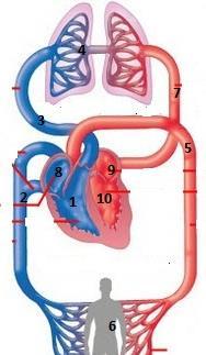 Urutan aliran darah pada burung setelah jantung dan aorta adalah