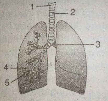 Pertukaran oksigen dengan karbondioksida dalam sistem pernapasan terjadi pada bagian yang ditunjukkan oleh tanda x yaitu