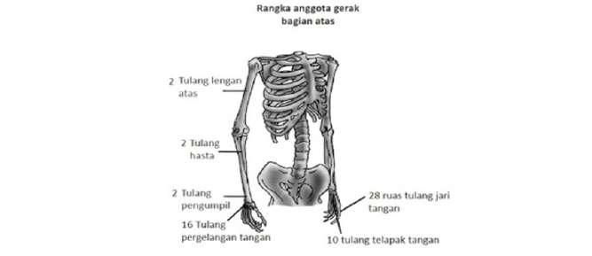 Tulang belakang bagian sebagian melekat pada tulang rusuk besar ruas-ruas BIOLOGI GONZAGA: