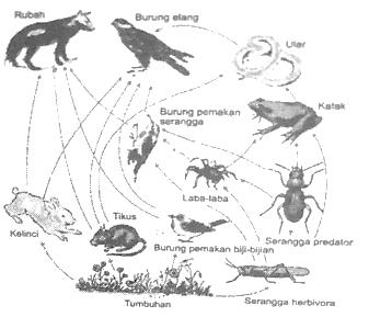 Suatu kelompok organisme satu spesies tertentu yang memungkinkan terjadinya persilangan dan hidup di tempat yang sama dinamakan