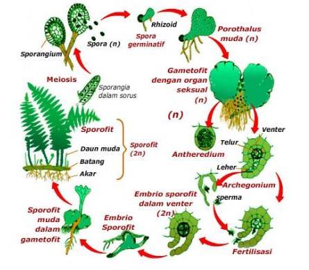 Lumut tunas siklus akan mengalami pada sebelum perkembangan menjadi spora tumbuhan menjadi hidup Siklus Hidup