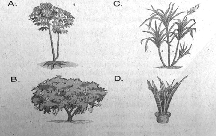 Tanaman bawang merah dapat dikembangbiakan secara vegetatif alami menggunakan