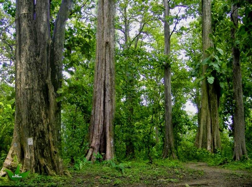 Hutan di indonesia berdasarkan kondisi iklim relief dan kesuburan tanahnya dibagi menjadi hutan tropis musim sabana dan bakau ciri-ciri hutan musim yang paling menonjol adalah
