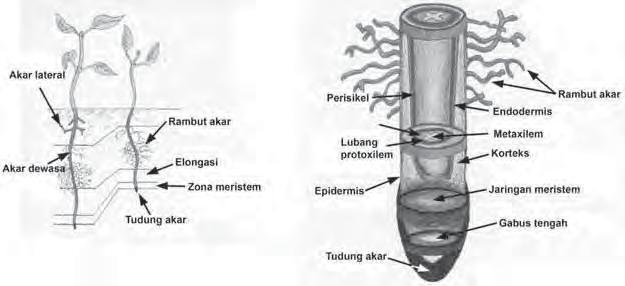 Pada potongan batang yang pangkalnya direndam dalam larutan eosin, bagian yang akan terlihat berwarna bila dilihat di bawah mikroskop adalah