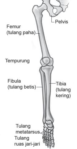 Tulang yang terletak di bawah siku ke arah jari kelingking adalah tulang