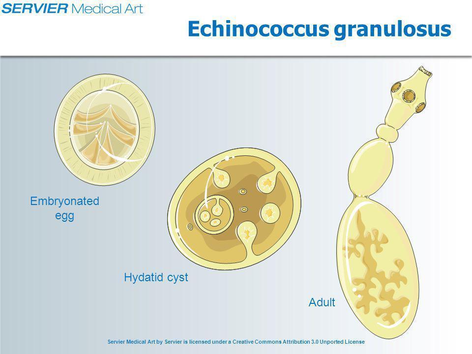 Embrio cacing pita dapat bertahan selama beberapa tahun pada hewan tersebut apa maksud kata embrio