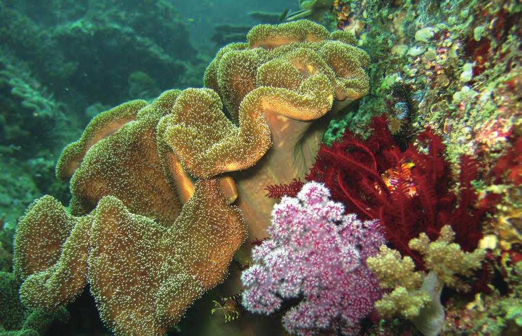 Hutan bakau sawah kebun sungai terumbu karang dan laut merupakan contoh keanekaragaman hayati tingkat