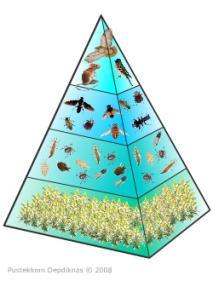 Tidak yang dalam terbalik piramid adalah keadaan pernah ditemukan ekologi SMA Kelas