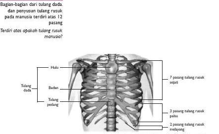 Tulang rusuk palsu adalah tulang rusuk yang salah satu ujungnya.....