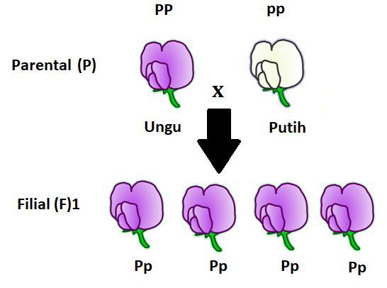 Tanaman bunga dengan genotipe ss mempunyai fenotipe merah muda